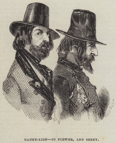 Dandy-Lion, in Flower, and Seedy by Alfred Crowquill